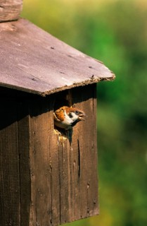 Tree Sparrow