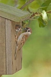 Tree Sparrow