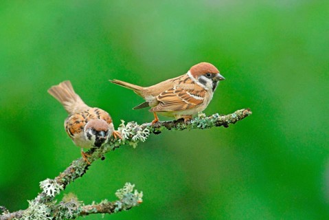 Eurasian eurasian tree sparrow