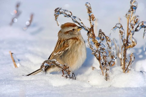 American Tree Sparrow