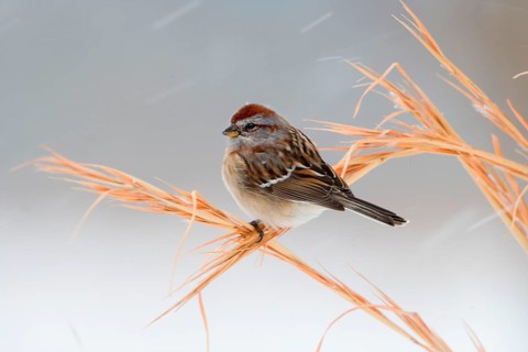 American Tree Sparrow