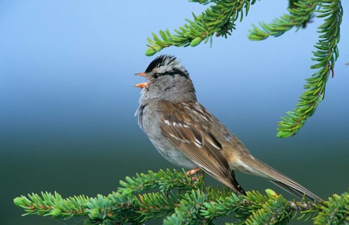 White Crowned white-crowned sparrow