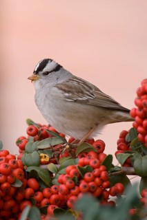 White-crowned sparrow