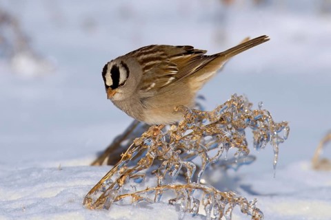 Adult white-crowned sparrow