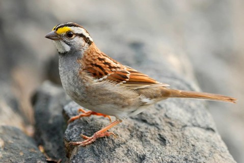 White-throated sparrow