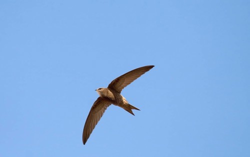 Pallid swift