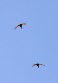 Pallid swift