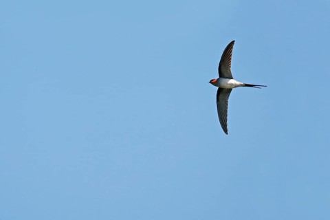 Crested Treeswift
