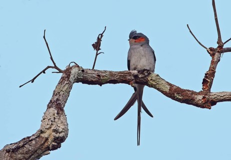Crested Treeswift