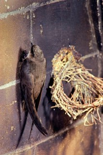 Chimney swift