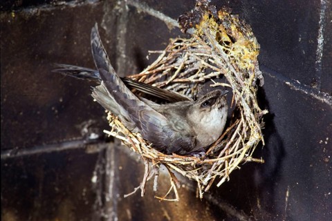 Chimney swift