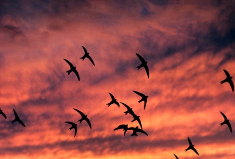 Common swift
