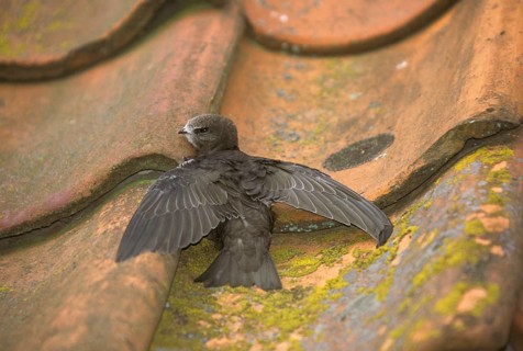 Common swift