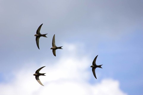 Common Swift