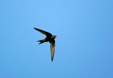 Common Swift
