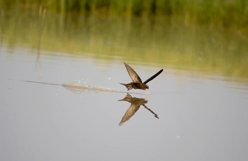 Common swift