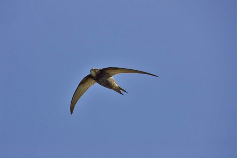 Common swift