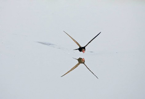Common Swift