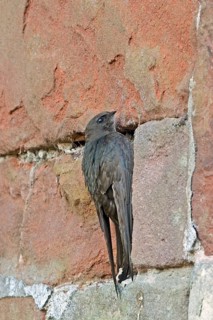 Common Swift