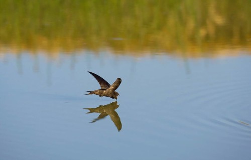 Common swift