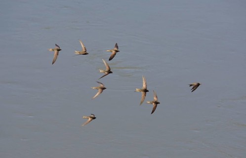 Common swift