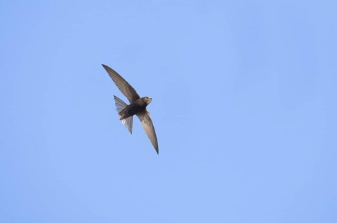 Common Swift