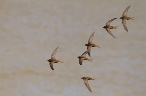 Common Swift