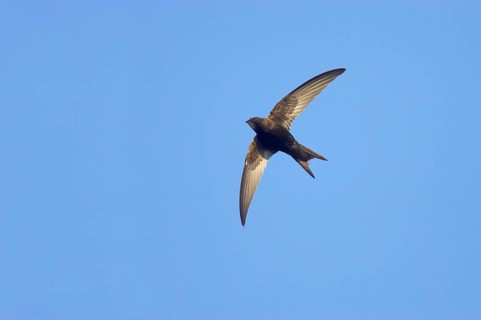 Common Swift