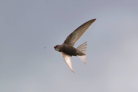 Common swift