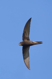 Common swift