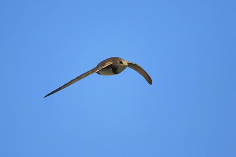 Alpine swift