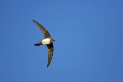 Alpine swift