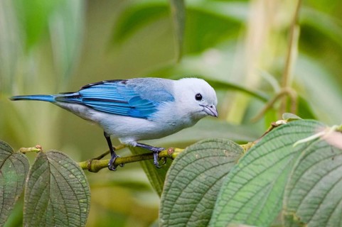 Bishop's Tanager