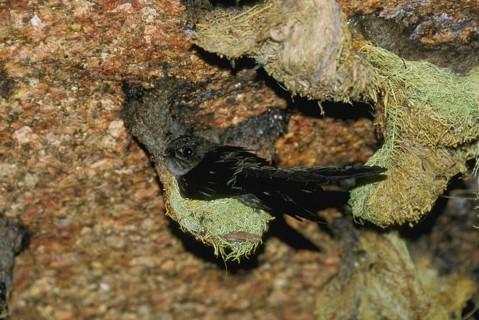 Seychelles Salangana