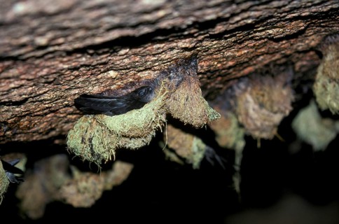 Seychelles Salangana