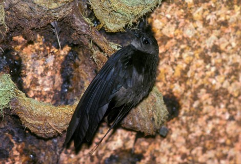 Cave salangana of the Seychelles