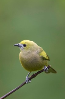 Palm Tanager
