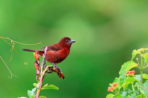 Silver-beaked Tanager