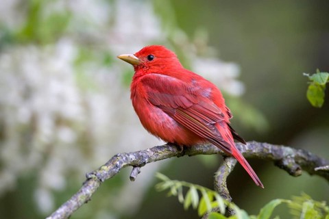 Summer Tanager