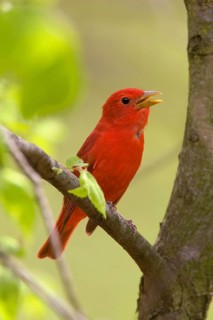 Summer tanager
