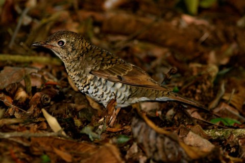 Heine's Ground Thrush