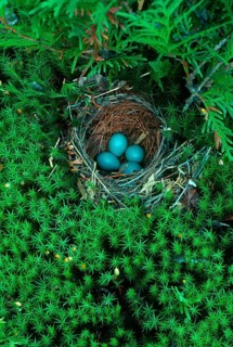 Hermit thrush