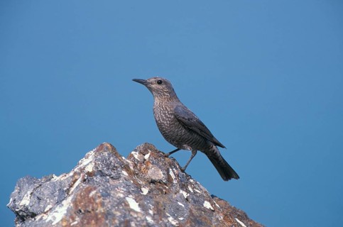 Blue blue rock thrush
