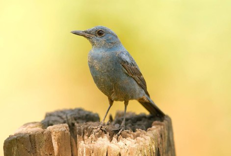 Blue rock thrush