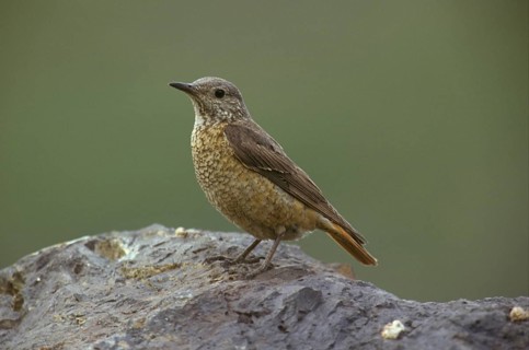 Common rock thrush