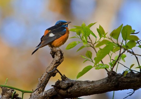 Blue-capped Robin Chat