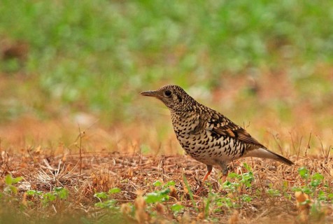 Scaly Thrush