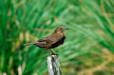 Plain Shorebird