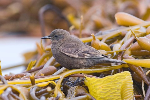 Monochrome Shorebird