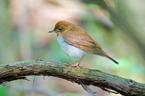 Veery